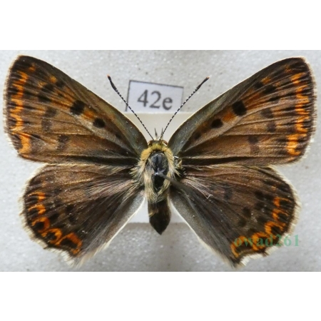 Lycaena tityrus (Poda, 1761) female Czerwończyk uroczek Poland42e